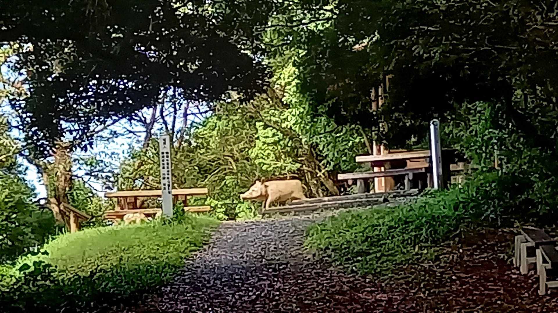 🐗ちゃんいた
吹き出る💦とスズメバチの恐怖に耐えながら😊