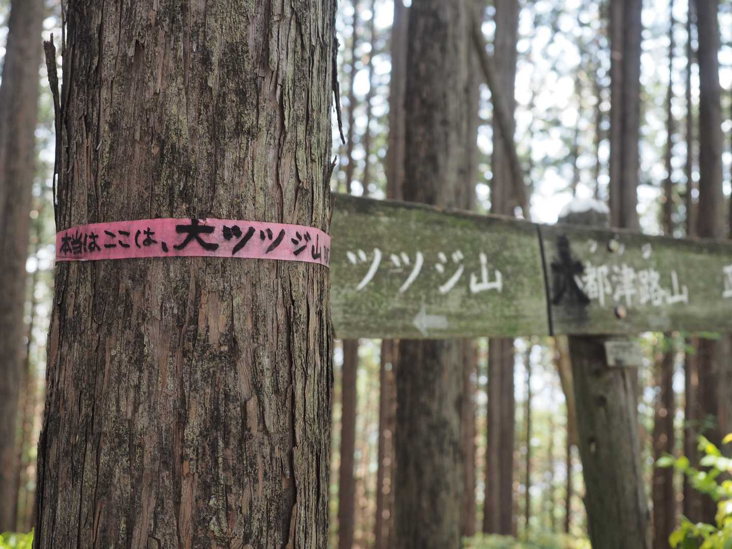 隣の木には「本当はここは、大ツツジ山」とのメッセージ
大ツツジ山推しの熱いファンの方がいらっしゃるようです

この大都津路山、他の山岳地図には山として載ってない
そもそも、今から登るツツジ山の前衛（高さもツツジ山より低い）なのに「大」って何故？
ツツジ山はカタカナ表記なのに、小都津路山、大都津路山は何故に漢字（しかも当て字？）？
謎は深まります