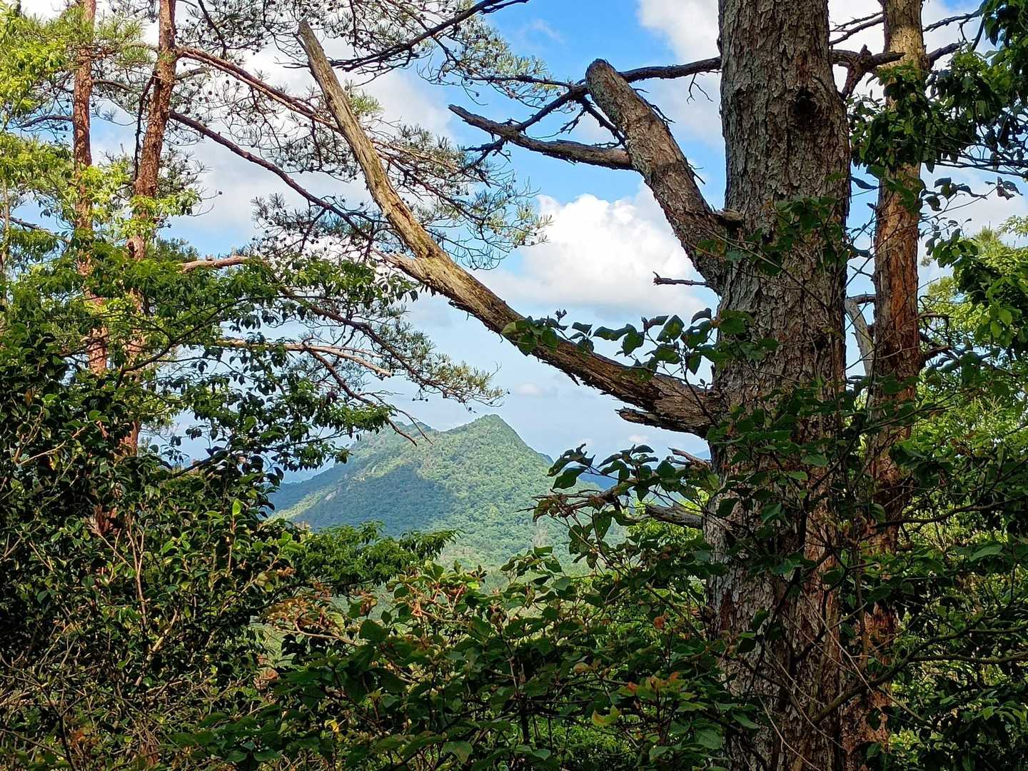 あれは権現山らしい⛰️
すぐそばでヘリが飛んでます🚁（どうやら小秀山で遭難者が見つかったようでした）