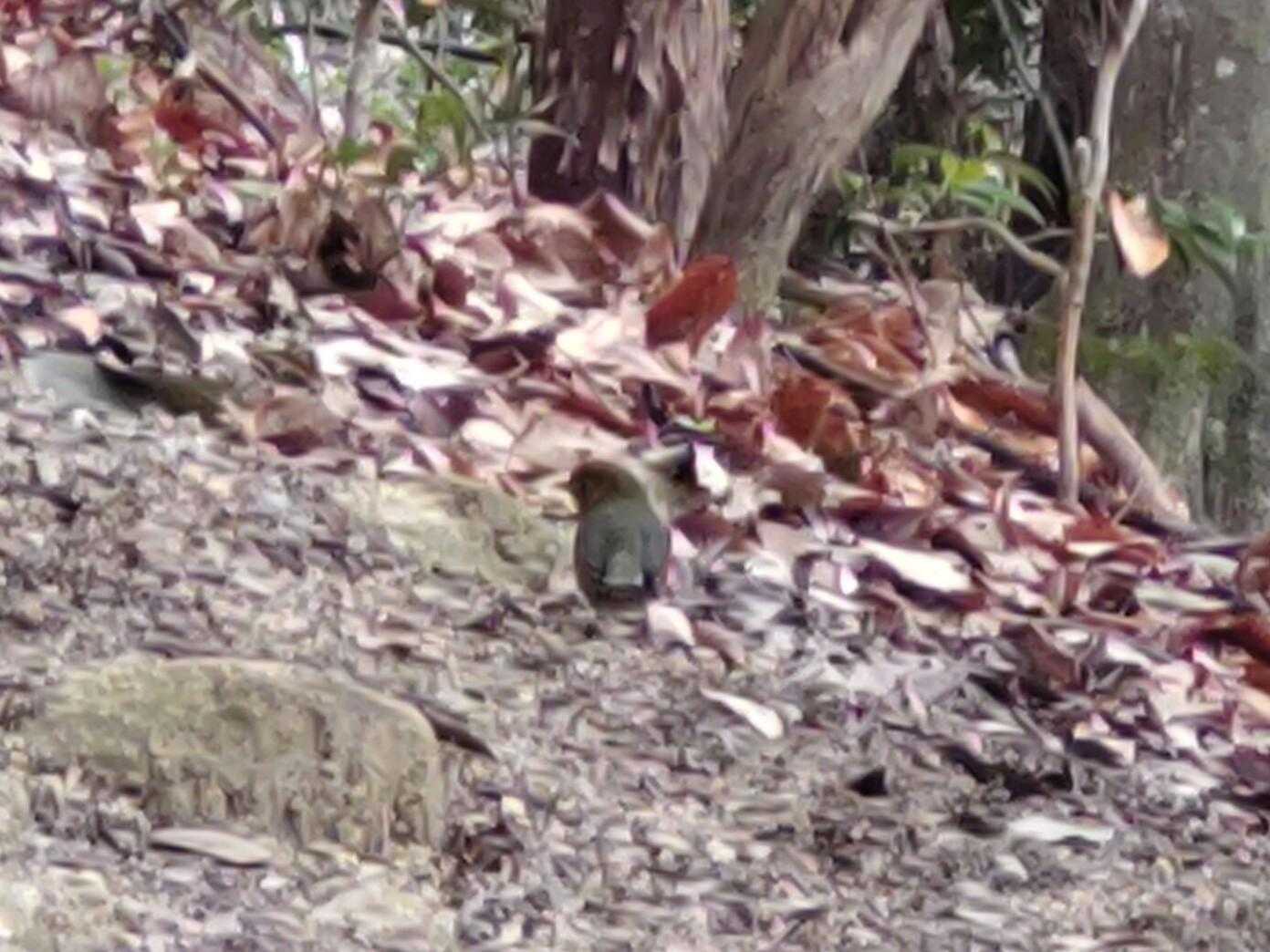 なに鳥かわからない😅