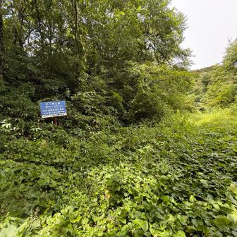 分岐を左へ。相変わらず草ぼーぼー