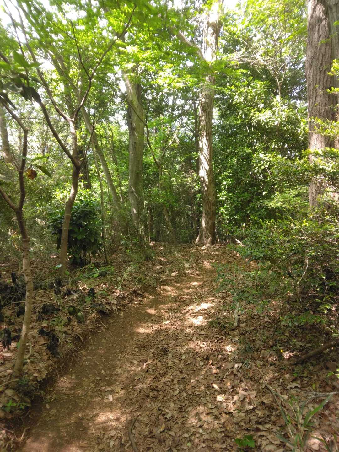 ふかふかの森のトレイル🍃