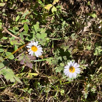 この花は？
