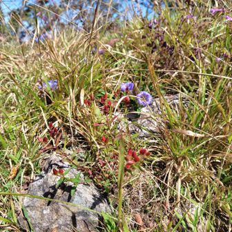 山頂はお花畑状態