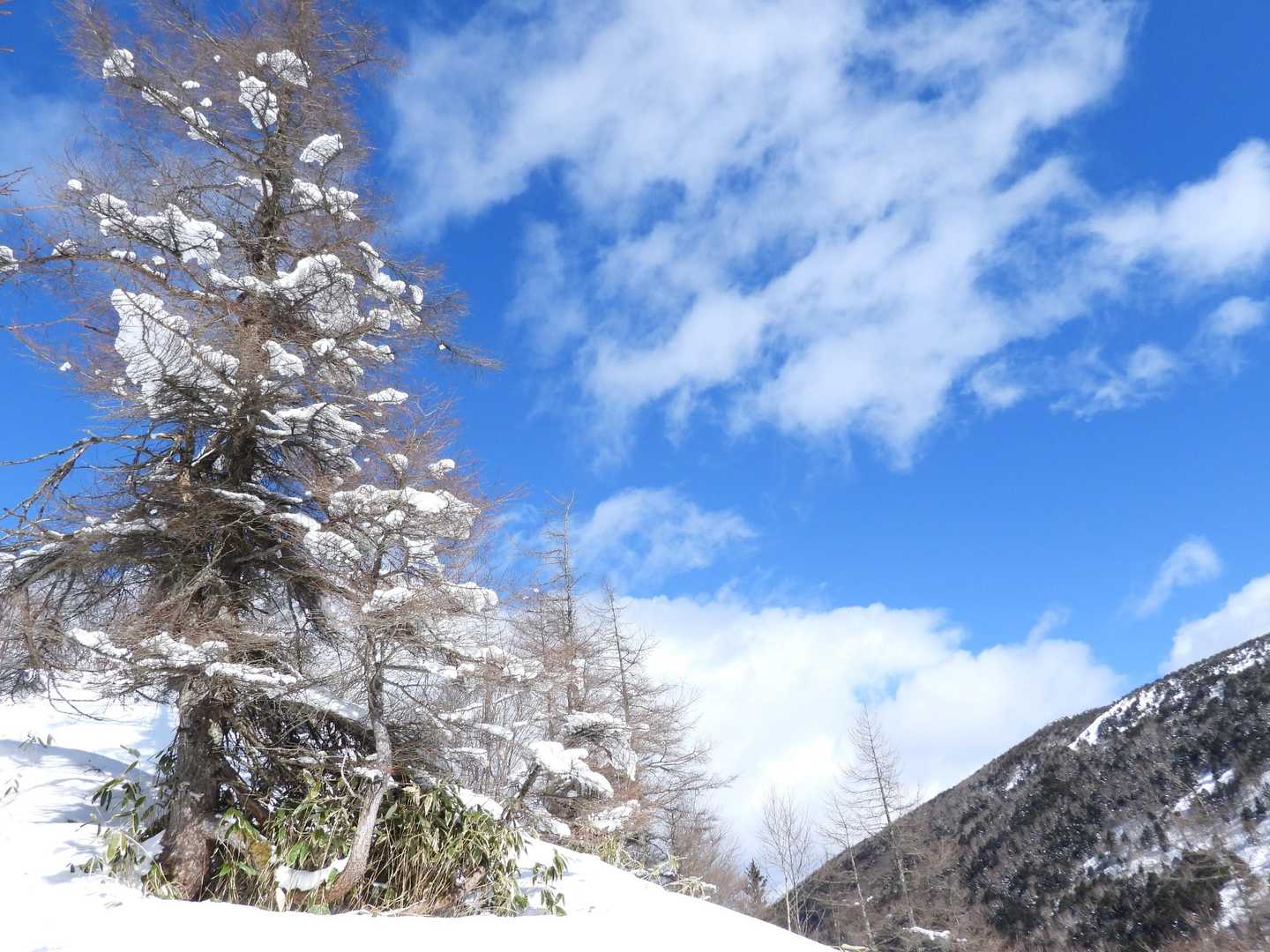 今年は雪少ない。