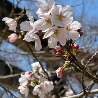 桜も少しだけ咲いてた
