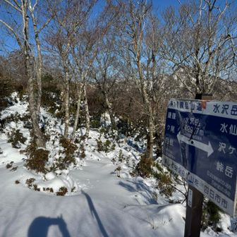 トレースのおかげで水沢岳まで
4時間かからなかった
イワクラ尾根のトレースの方は
ここで引き返したっぽい