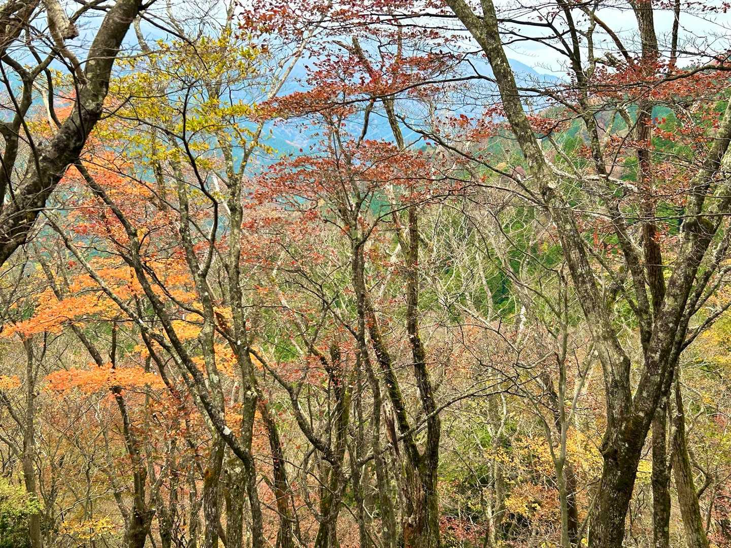 蓑毛バス停-大山-ヤビツ峠 周回コースの写真