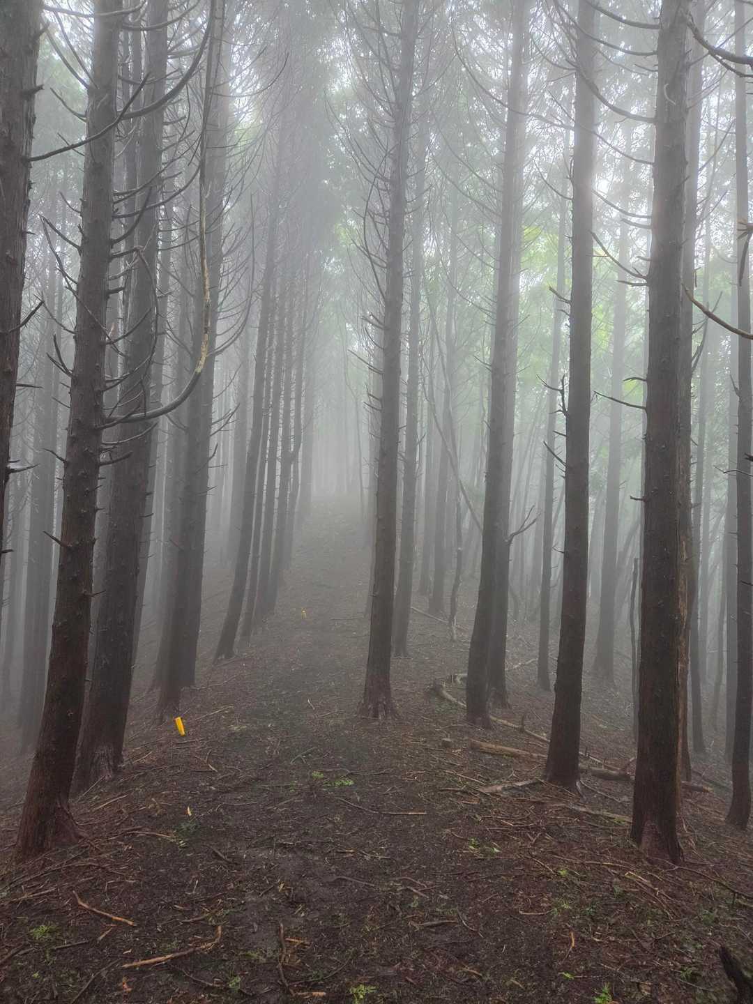 大洞山 往復コースの写真