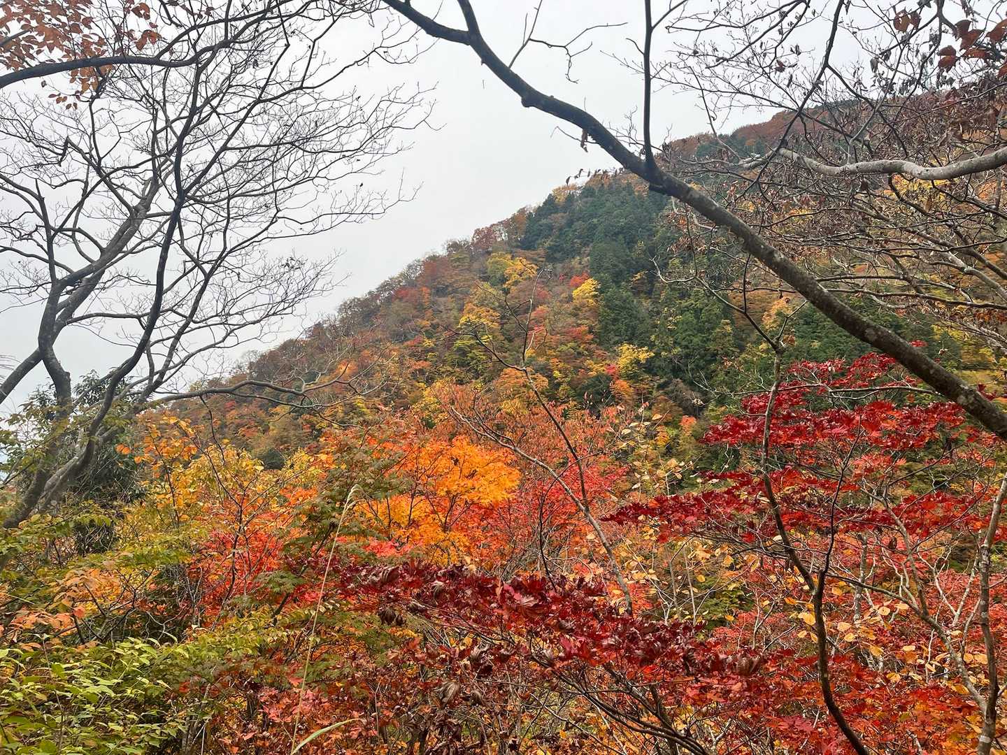 赤が映えると綺麗🍁