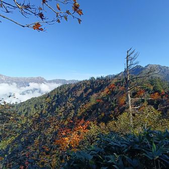 紅葉🍁に癒されます♥