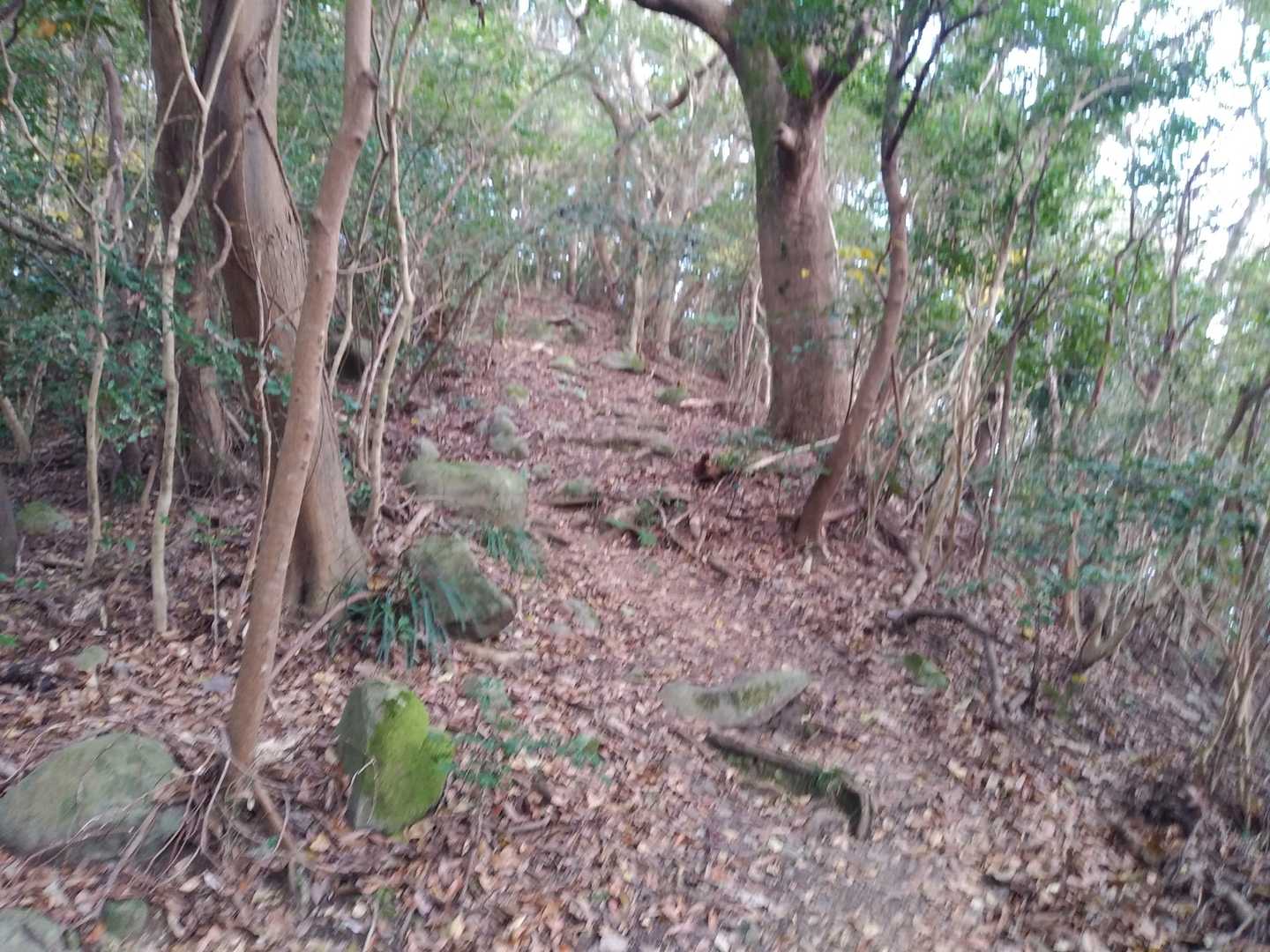 山頂への最後の登り。