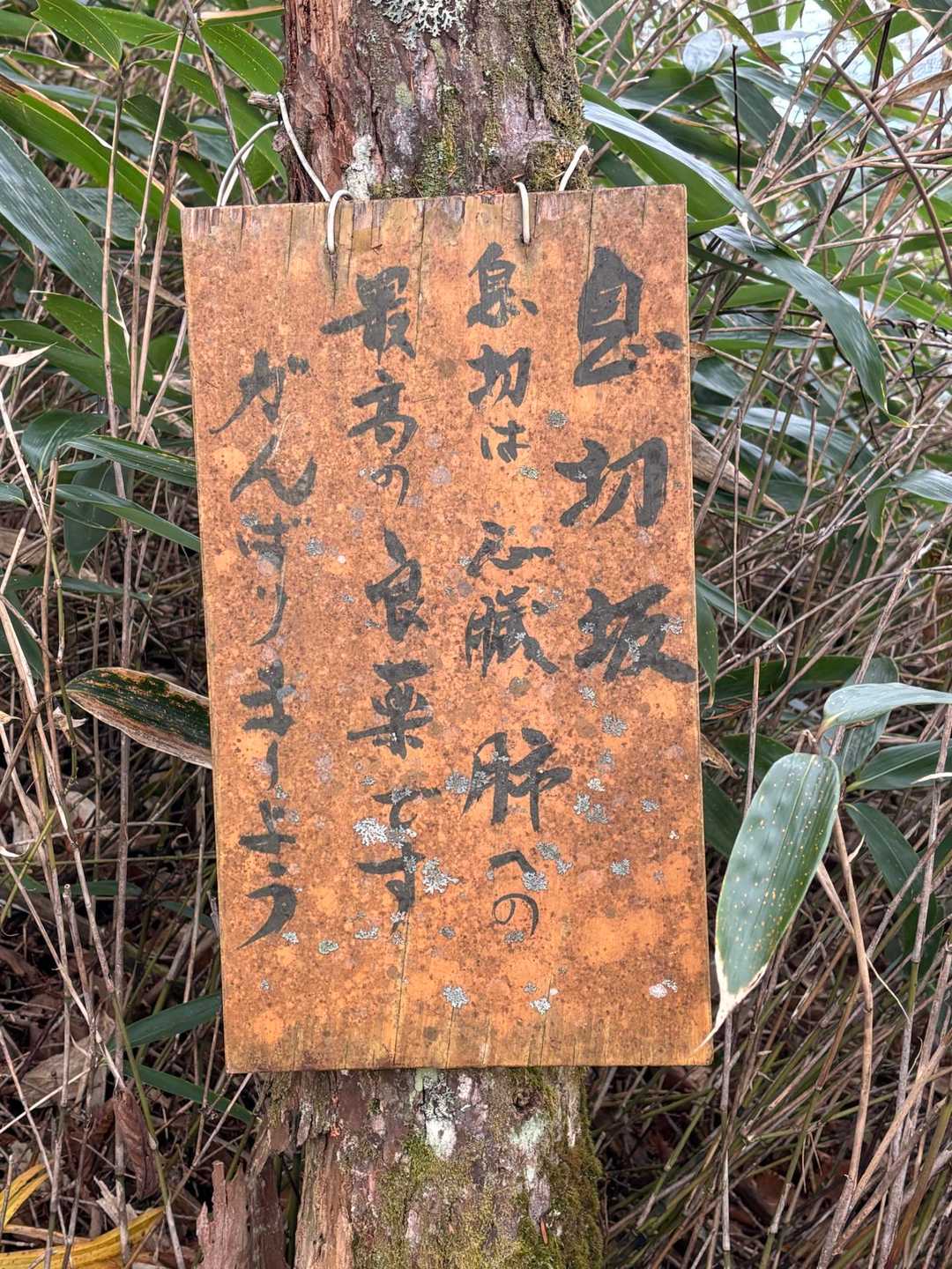 結構な急登でもこれ見たらなんだかんだ元気になりました　😃