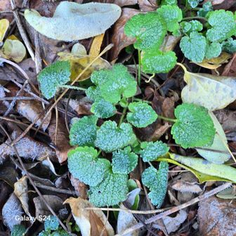ユキノシタだと思うのですが…(?_?)