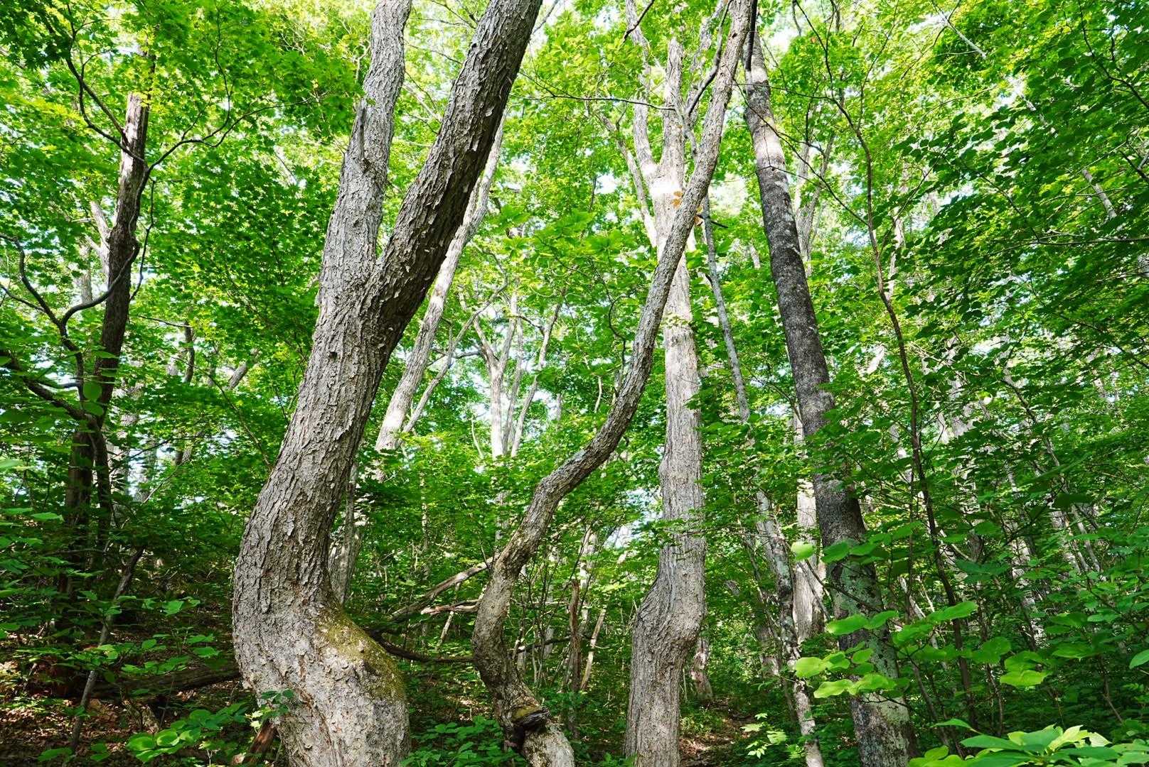 緑がキレイ🌿✨
今日はアブの攻撃無し👍