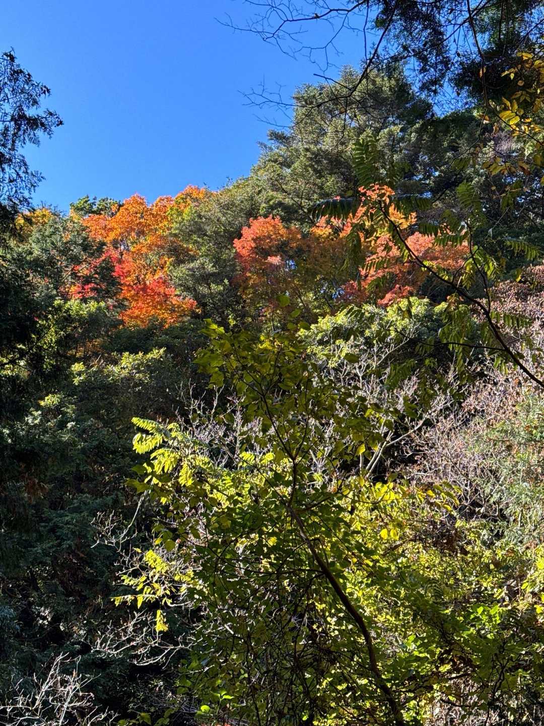平山口-穂積神社登山口-穂積神社-竜爪山-竜爪山-平山口 周回コースの写真
