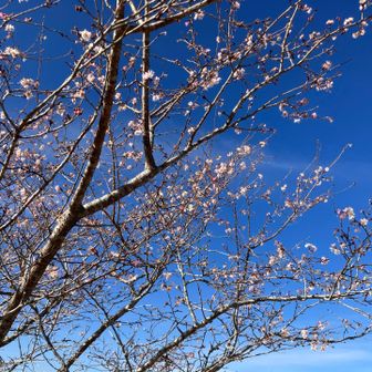 早咲きの桜🌸が咲いてます