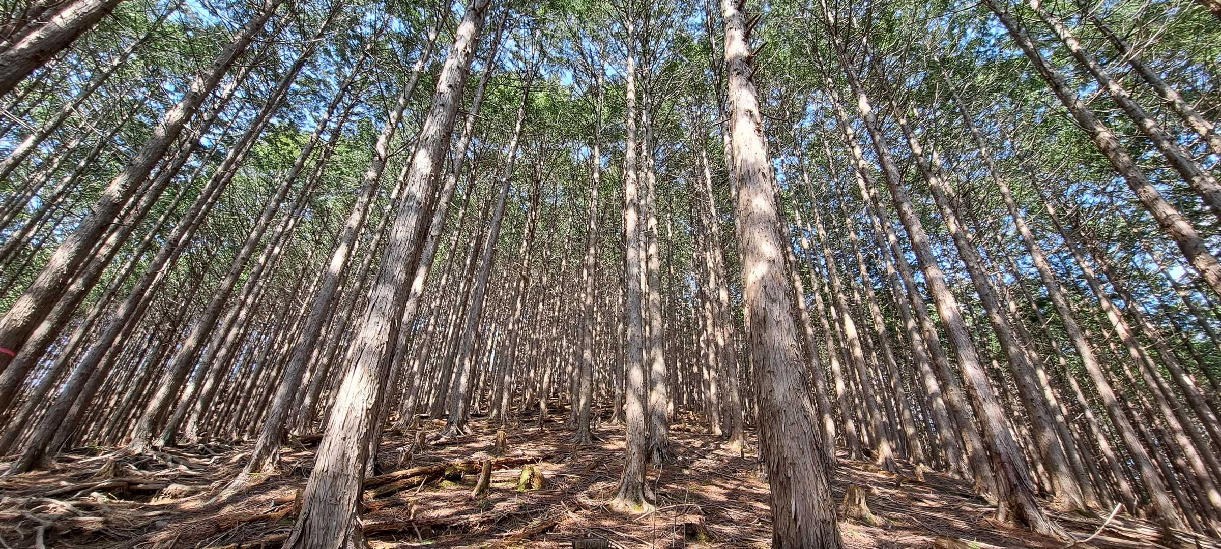 不死熊登山口-根本山 往復コースの写真