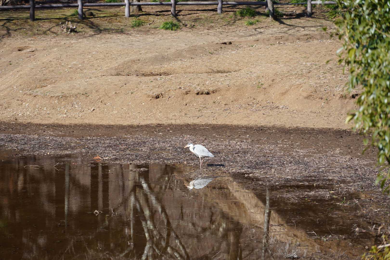 その水量が少なくなった池にもなにかしら生物がいるらしく、アオサギが時折水の中にくちばしを突っ込んで何かを食っていた。