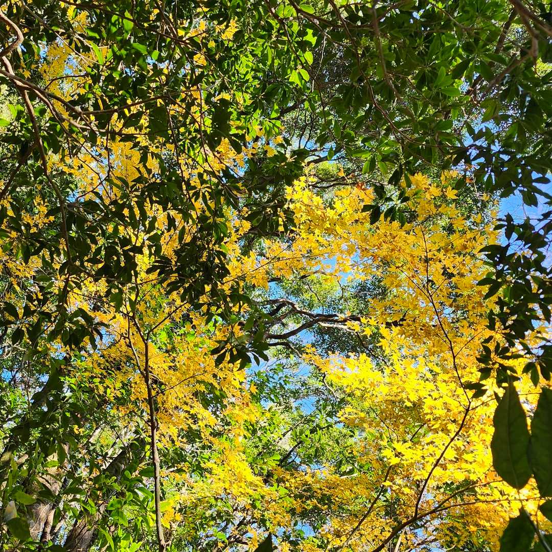 紅葉🍁も終わりかな？
今年も素晴らしい紅葉🍁が見れました。
ありがとう😉👍🎶ございます。
