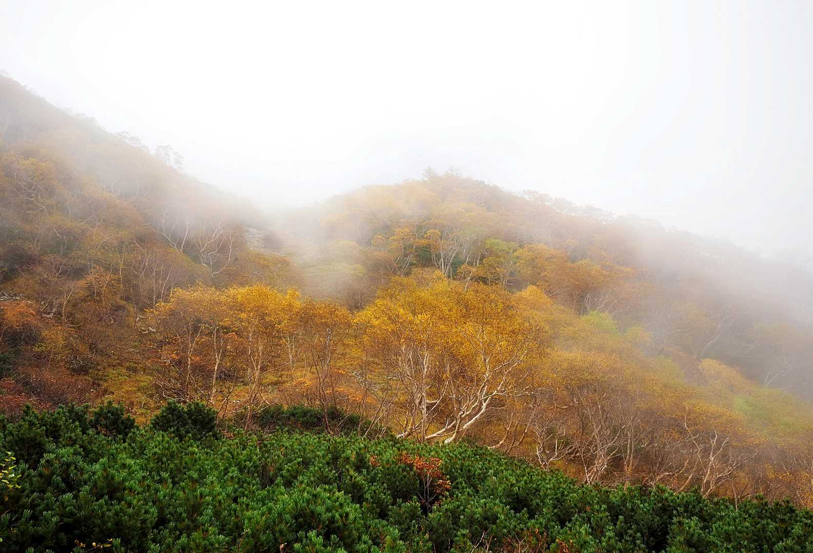 ガスのなかから浮かび上がる・・
幻想的な・・
ダケカンバの紅葉🍂🍂🍂🍂
素適ですね～😍
