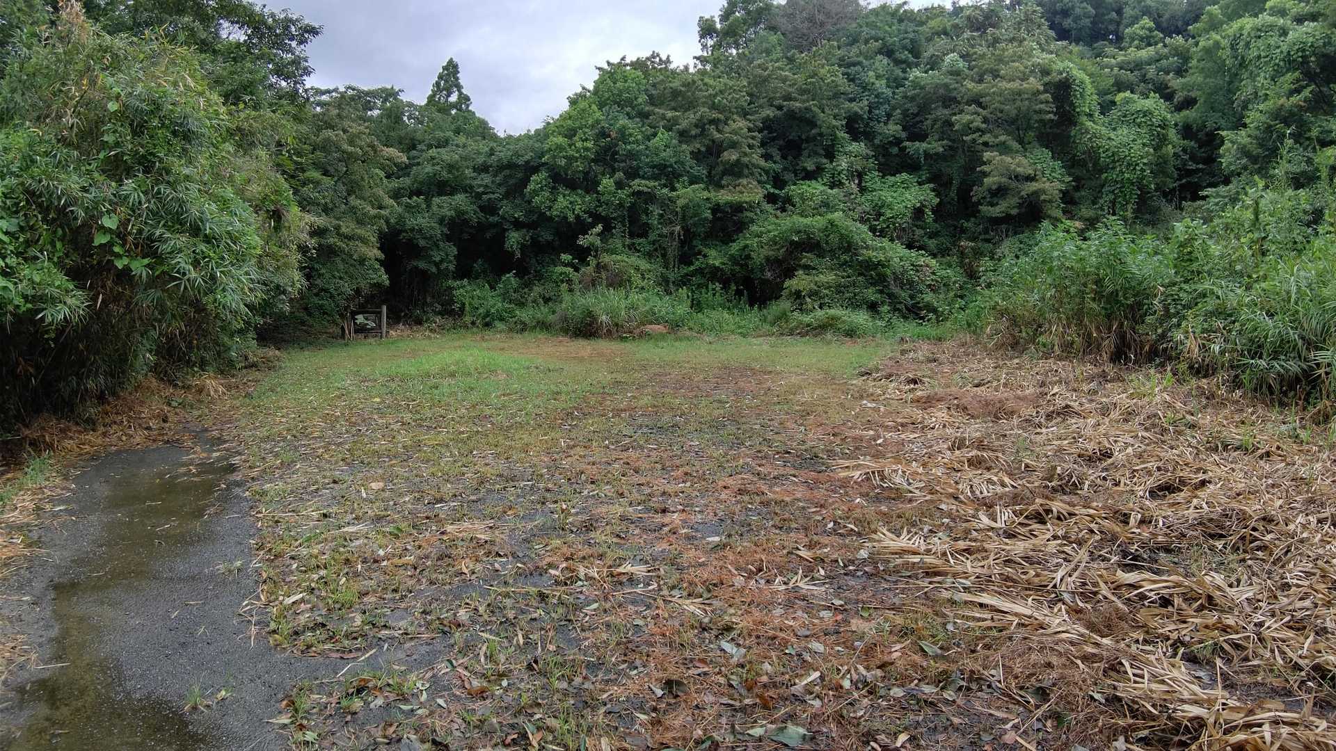 草刈りされてるので広くなってます。
雨降った後は湿地