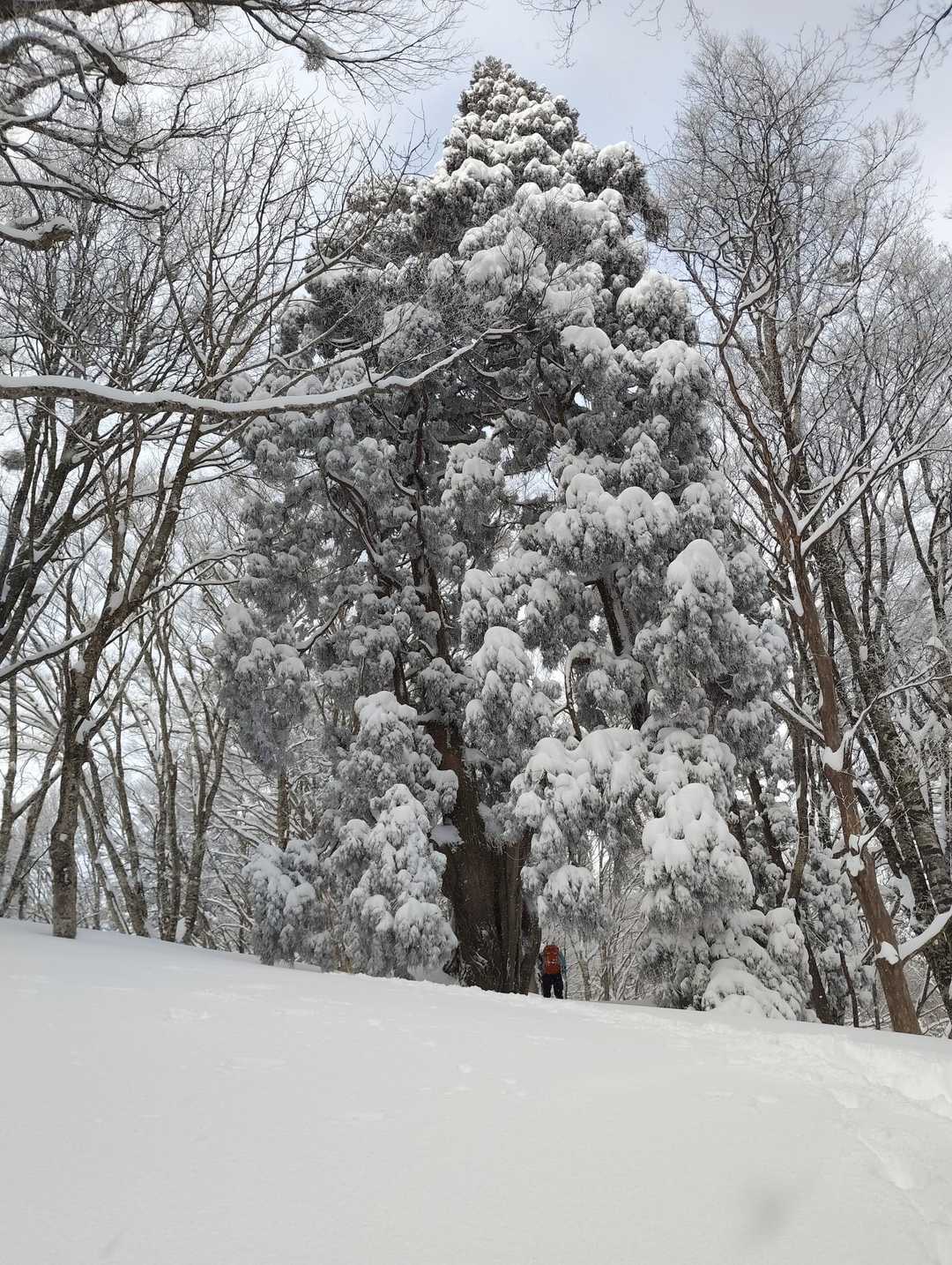 巨大な杉の木です