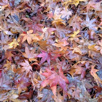 でも楽しもう🍁