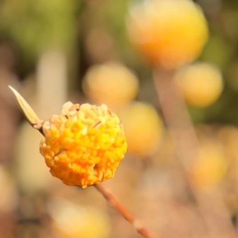 ミツマタにもまた会えた💛