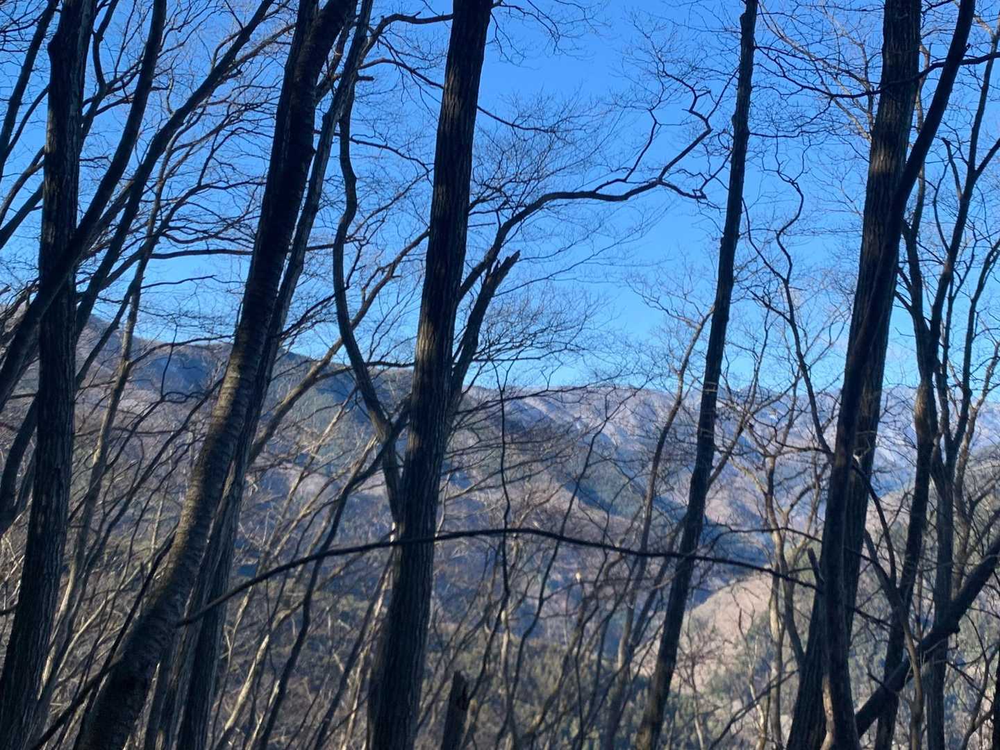 深山橋バス停-ヌカザス山-入小沢ノ峰-三頭山-三頭山-三頭 縦走コースの写真