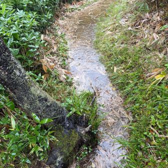 水たまりがたくさん。下のよりデカい。デカくなってる。