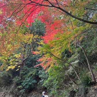 グラデーションがきれい