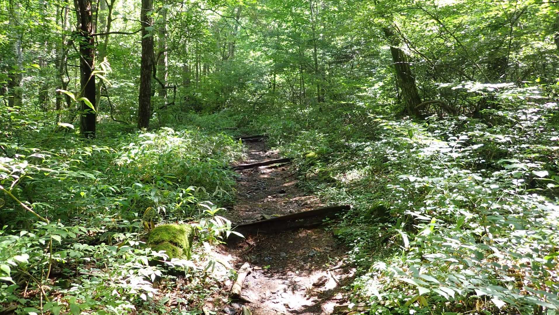 登山道は石がまばらに転がっている位で歩きやすかった👍
