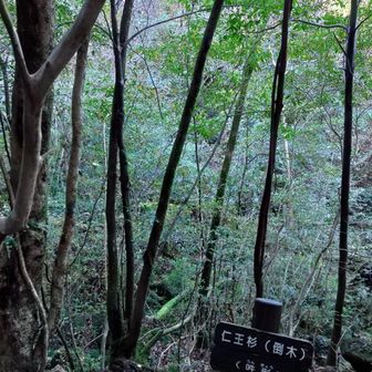 仁王杉
吽
枯れ朽ちたようです