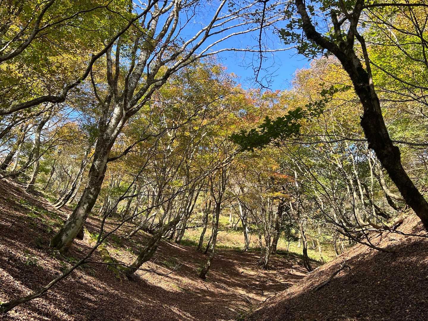 下山時の夏道はこんなにステキな場所がありました