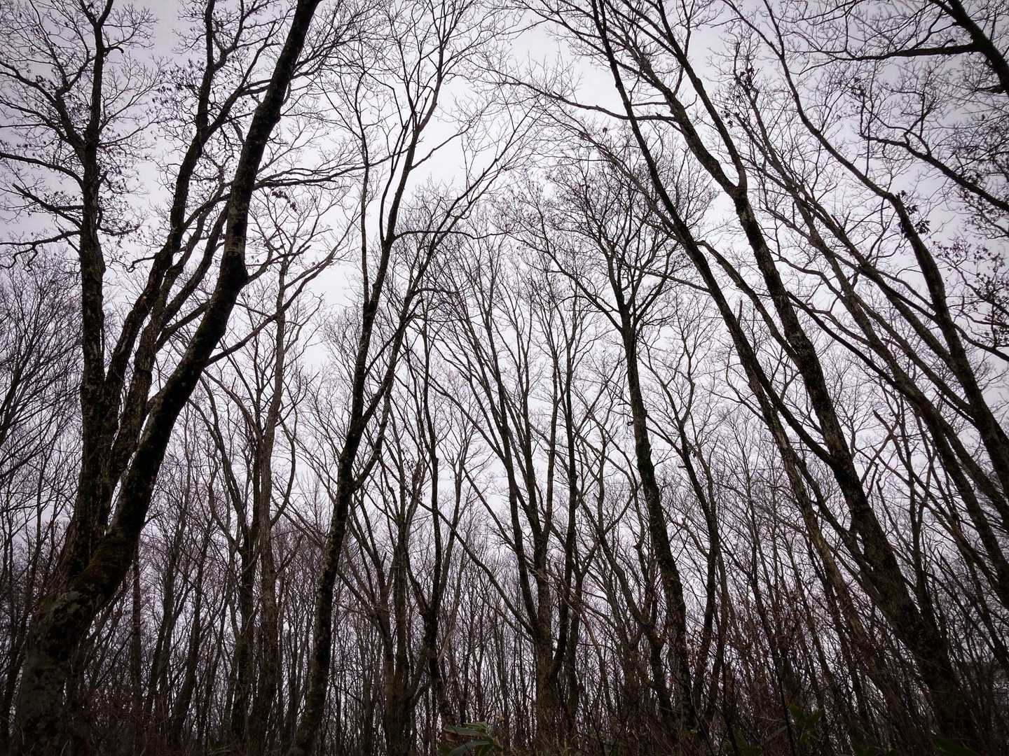 鏡ケ成キャンプ場登山口-烏ヶ山-新小屋峠 周回コースの写真