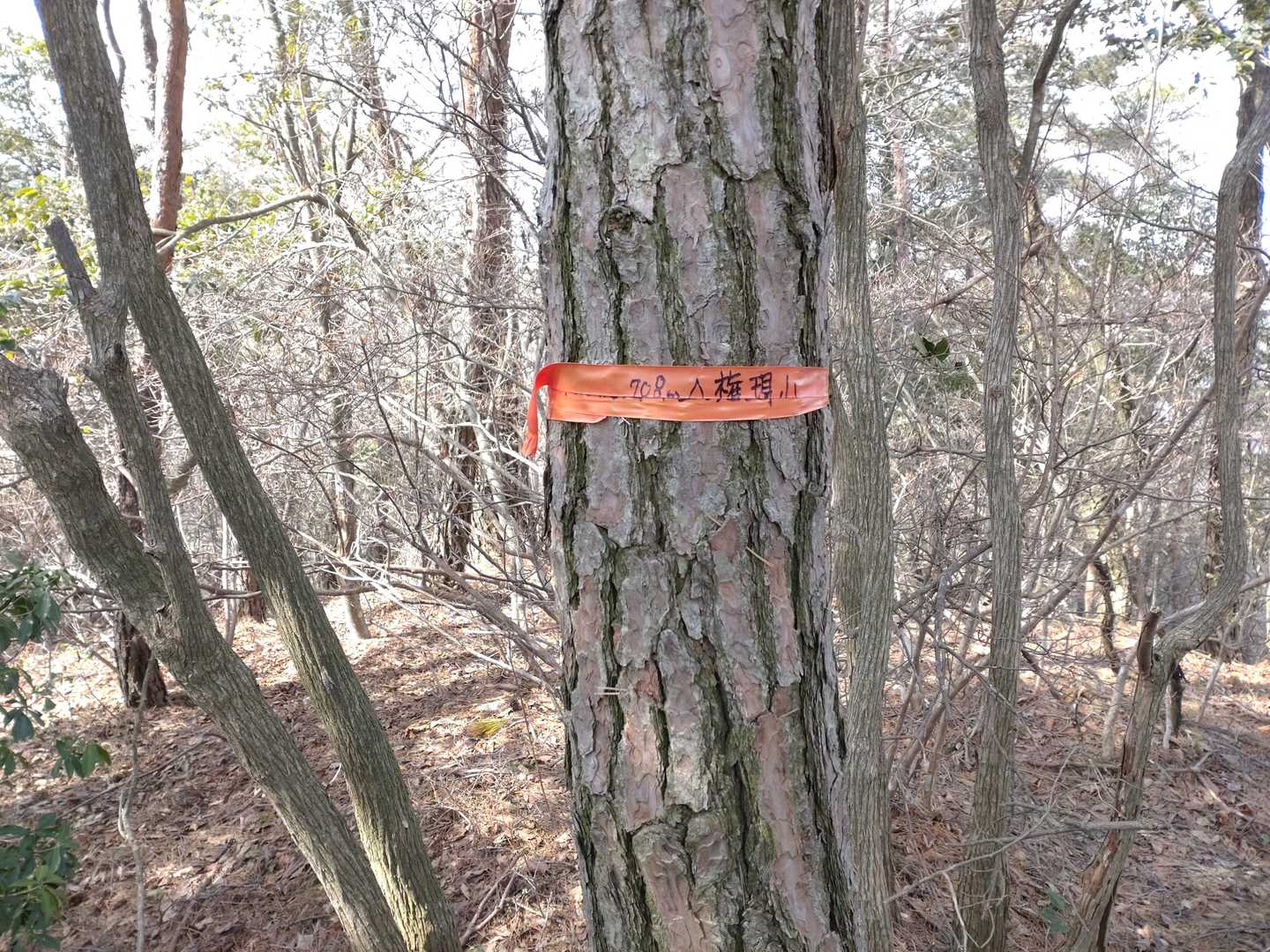 権現山に到着