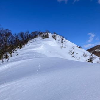 ウサギはすごいところに行く
登りの最後だけ少し急