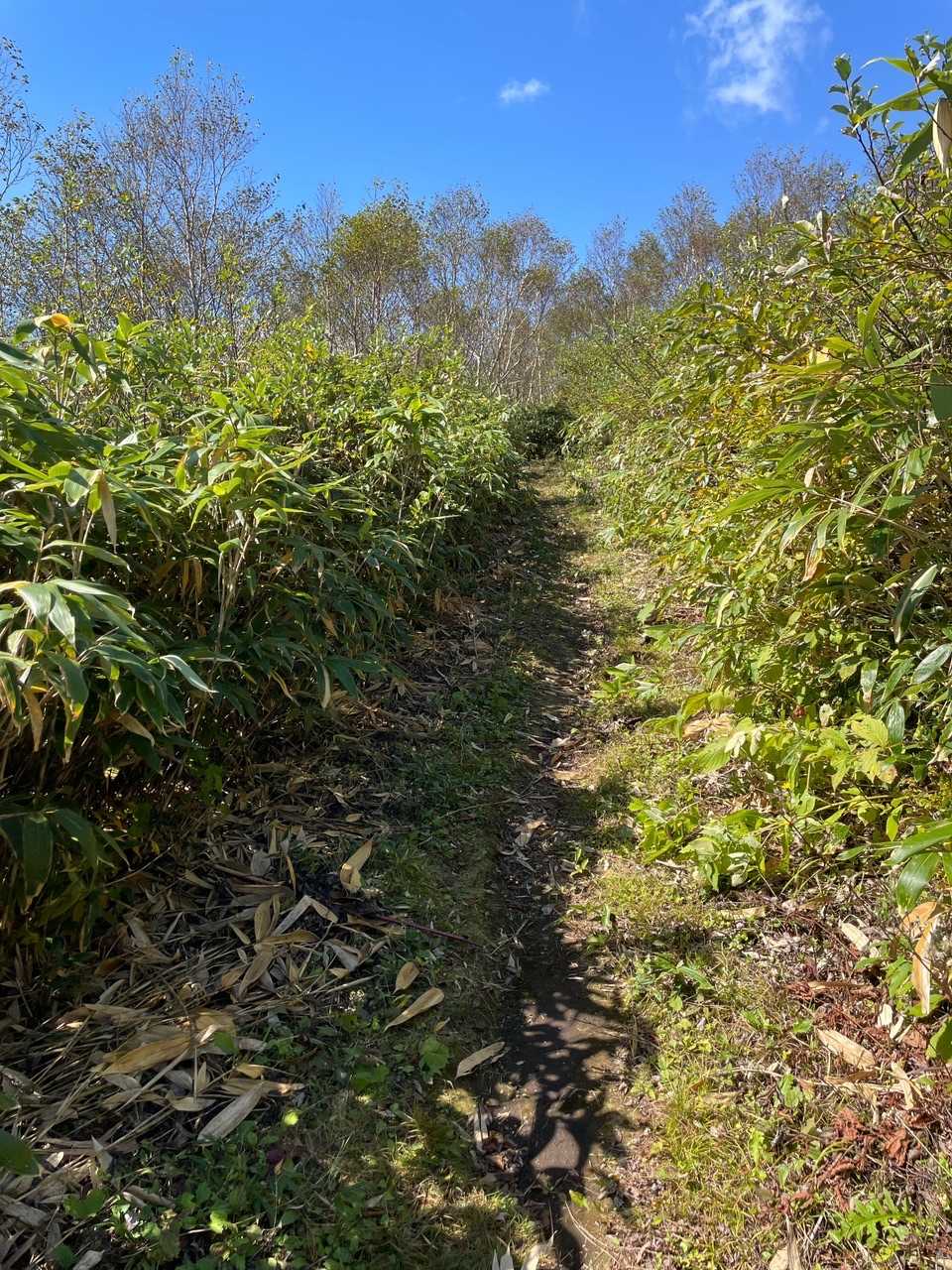 稲庭岳 往復コースの写真
