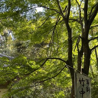 紅葉　紅葉の頃も良いのだろうな