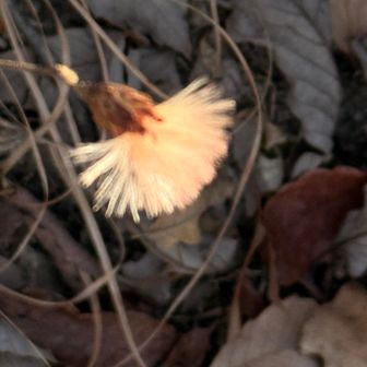 コウヤボウキがたくさん✨