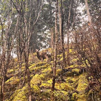 鹿🦌