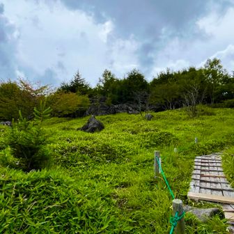 小ピークが2つあるので行ってみる
木道を登って