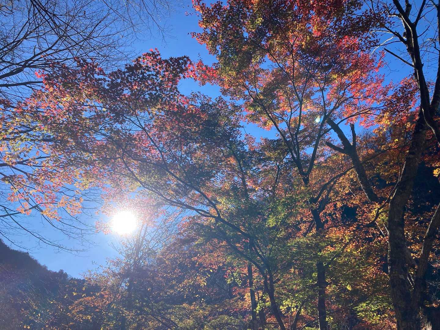 今日も晴天。紅葉最高！