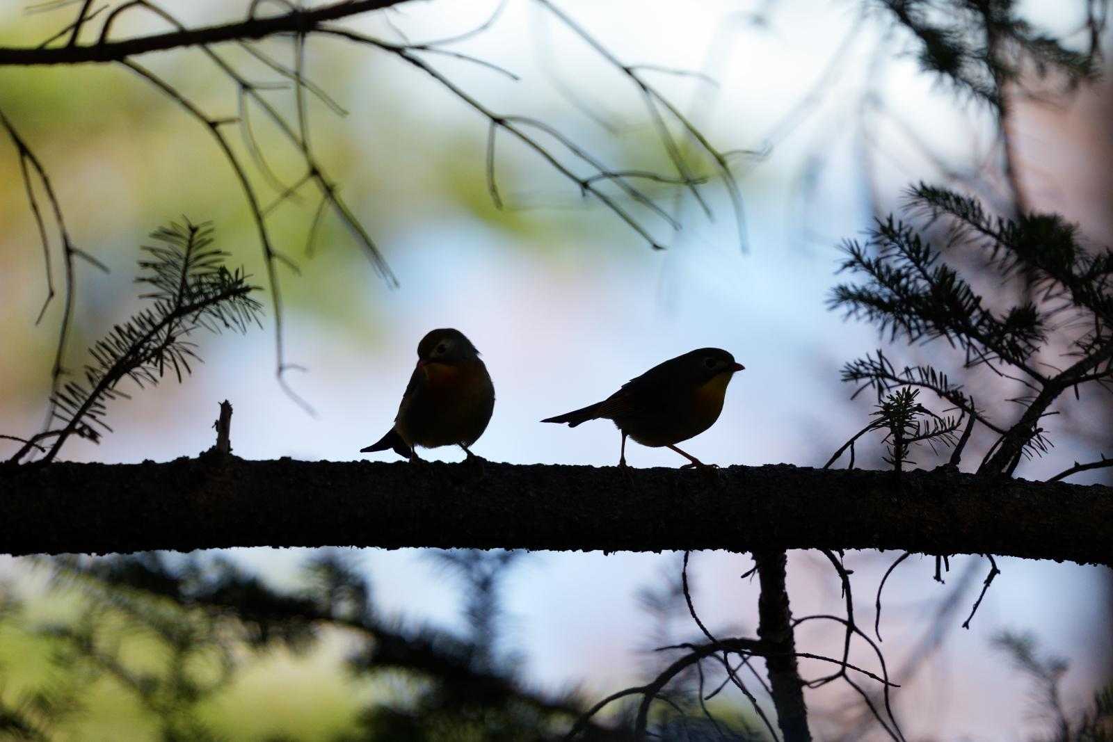 紅葉のボケと野鳥が不思議な雰囲気を醸し出している気がします。😶