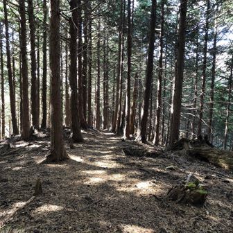 歩きやすい道。こういう道がずっと続いてほしいなと思っていたら、案の定すぐ終わった