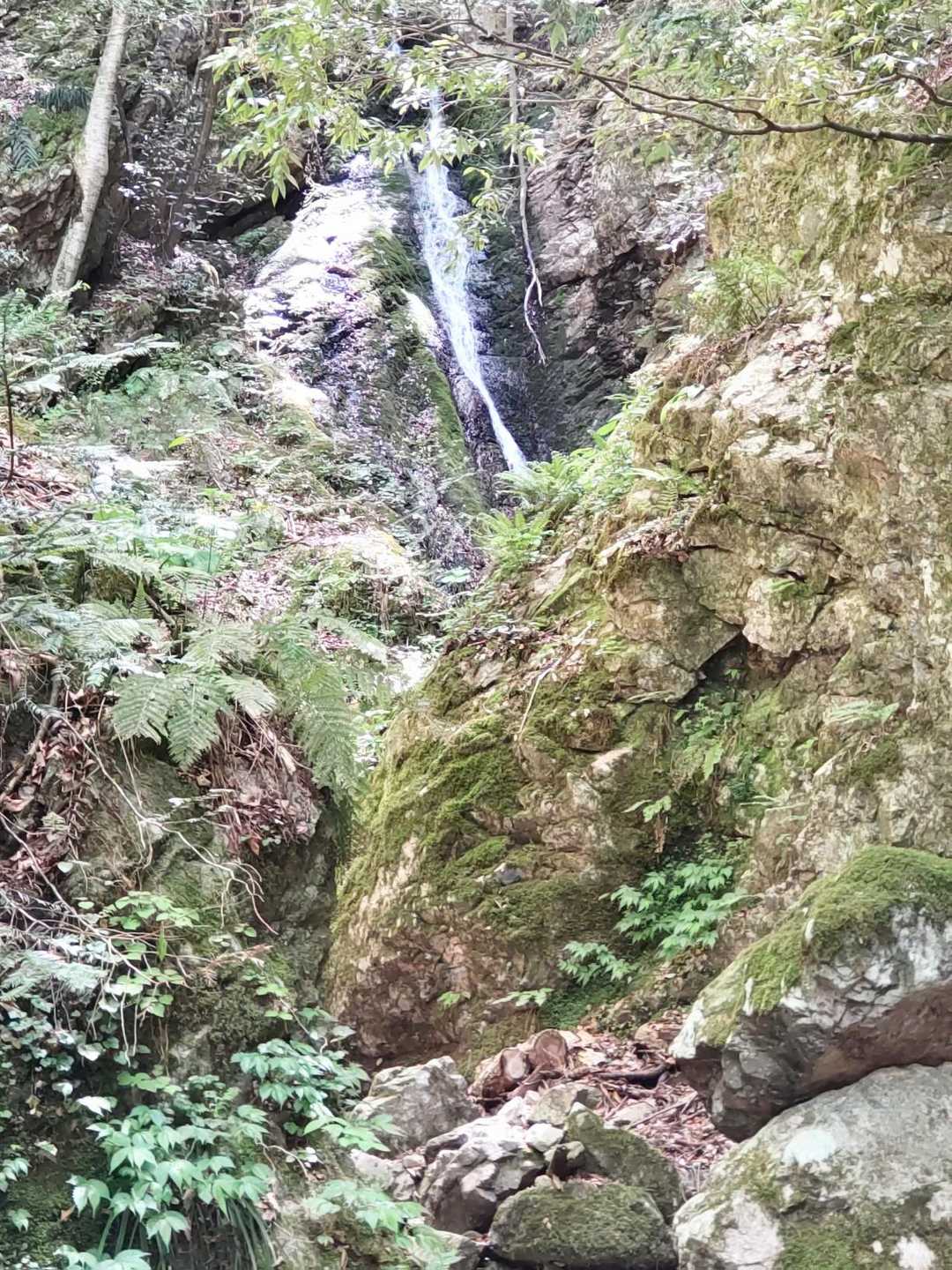 鯛ノ巣山 周回コースの写真
