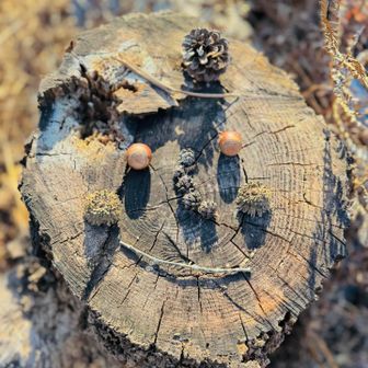 切り株art ¨̮ 
大岩 楠実さん

自慢は早寝早起きˊ˗笑