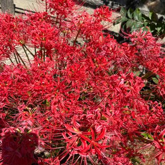 曼珠沙華（彼岸花）ですね！