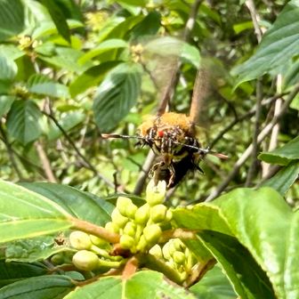 オオモモブトスカシバ
赤いのは、花粉かなー

